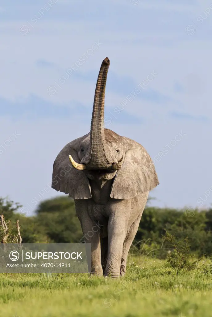 African Elephant (Loxodonta africana) male scenting with trunk raised. Etosha National Park, Namibia, January.