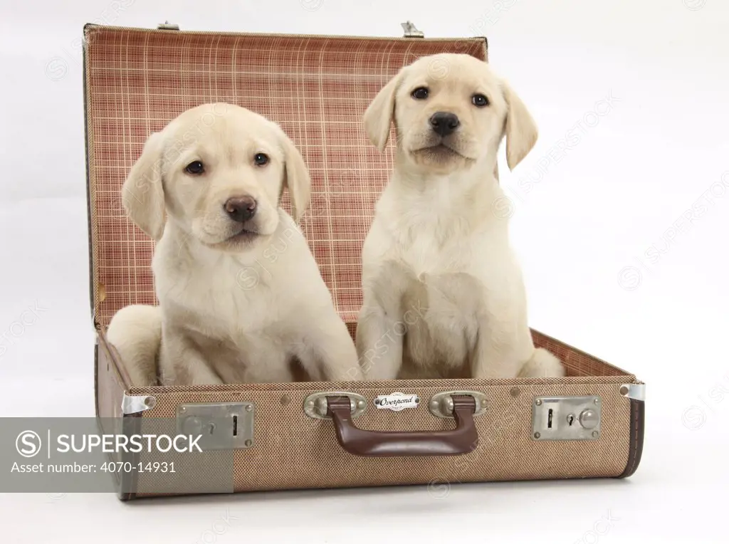 Yellow Labrador Retriever puppies, 8 weeks, sitting in a suitcase.