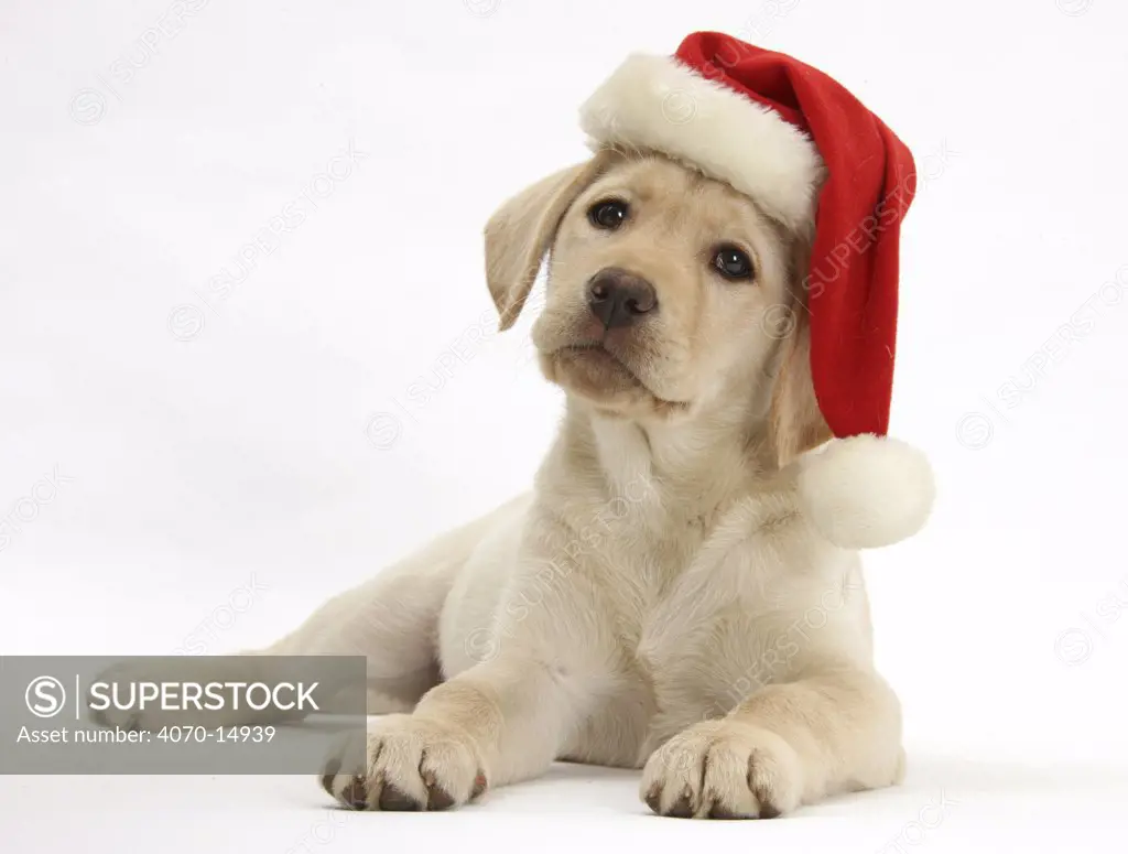 Yellow Labrador Retriever bitch puppy, 10 weeks, wearing a Father Christmas hat.