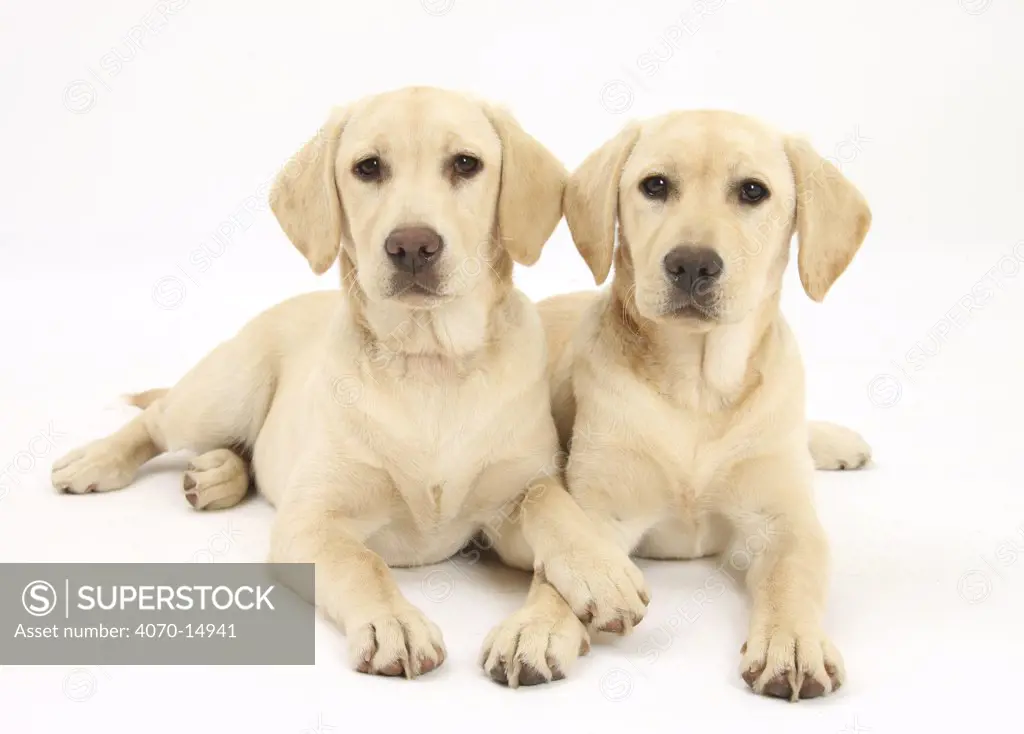 Yellow Labrador Retriever puppies, 5 months, lying side be side.