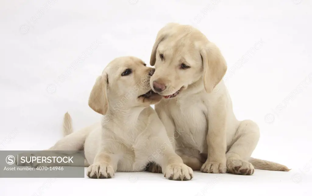 Yellow Labrador Retriever puppies, 10 weeks.