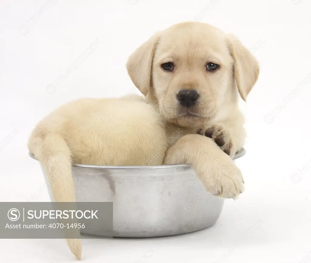 Yellow Labrador Retriever puppy, 7 weeks, in a metal dog bowl.