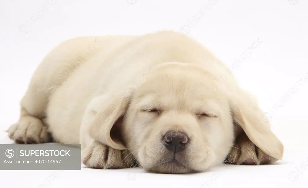 Sleeping Yellow Labrador Retriever pup, 8 weeks.