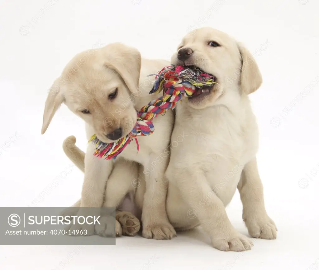Yellow Labrador Retriever puppies, 9 weeks, playing with a ragger toy.