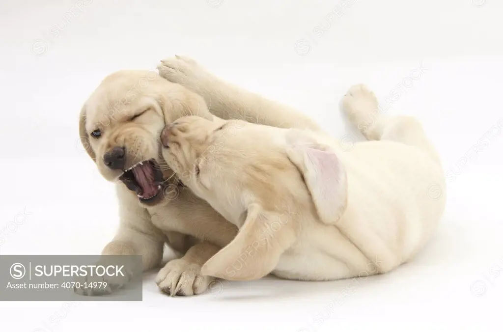 Yellow Labrador Retriever puppies, 9 weeks, play-fighting.