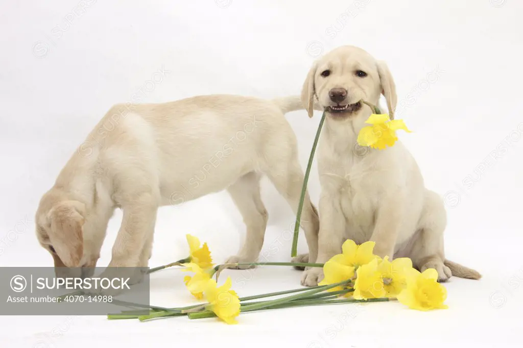 Yellow Labrador Retriever bitch puppies, 10 weeks, lying with yellow daffodils.