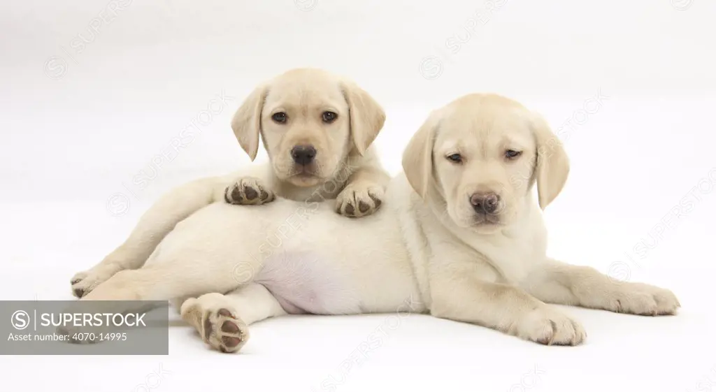 Yellow Labrador Retriever puppies, 8 weeks, lying together.