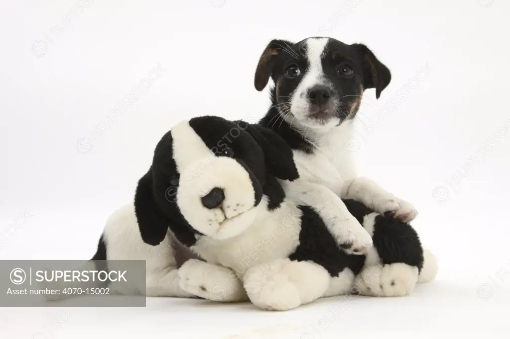 Jack Russell Terrier puppy, 9 weeks, with soft toy dog.