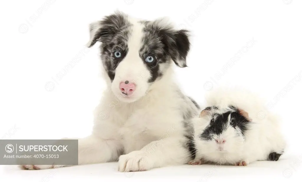 Blue merle Border Collie puppy, 9 weeks, with black and white guinea pig.
