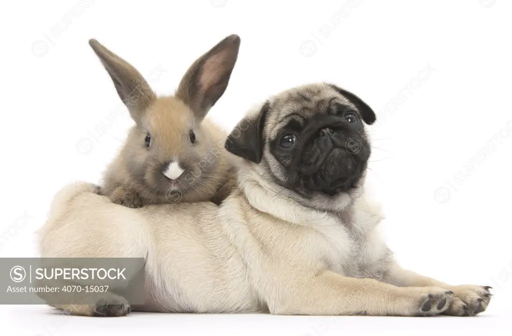 Fawn Pug puppy, 8 weeks, and young rabbit.