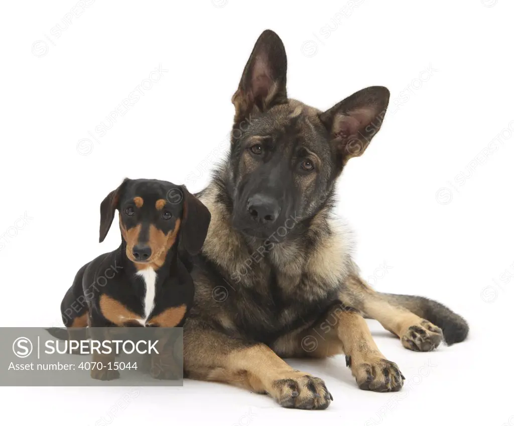 Portrait of Tricolour Dachshund with German Shepherd Dog.