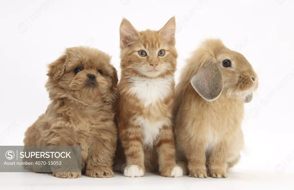Peekapoo puppy, ginger kitten and sandy lop rabbit.