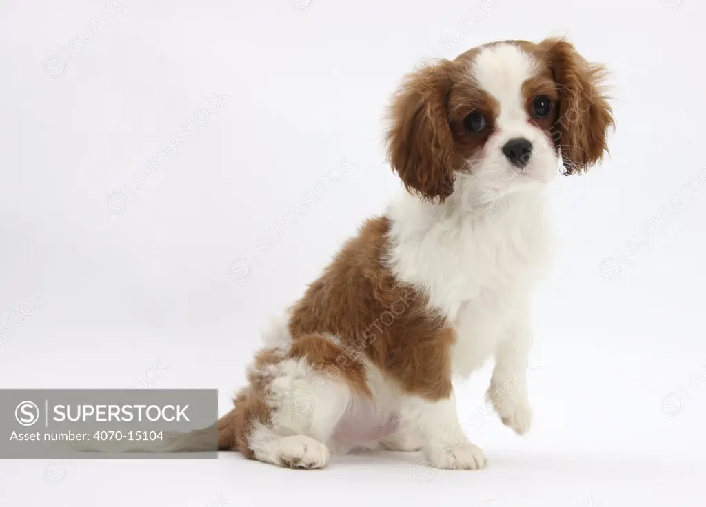 Blenheim Cavalier King Charles Spaniel puppy, 11 weeks.