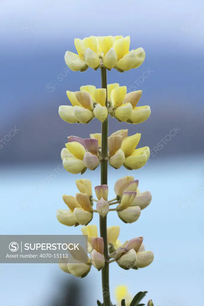 Yellow Lupine (Lupinus sp.) flower spike. El Calafate, Argentina, Patagonia, South America, March.