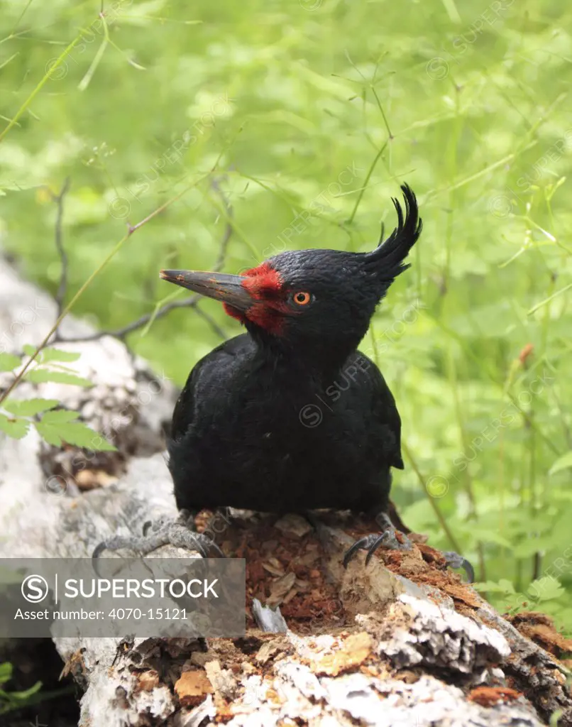 Magellanic Woodpecker (Campephilus magellanicus) female on rotting wood that she has pecked in search of insect food. Argentina, South America, March.