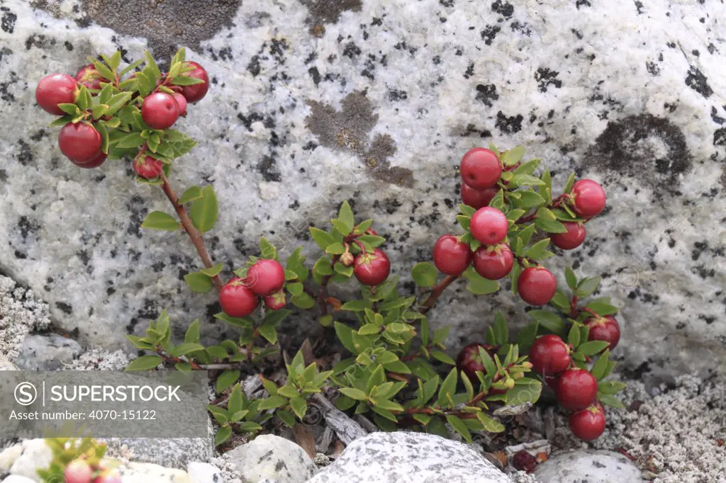 Prickly Heath (Gaultheria mucronata) berries. Argentina, South America, March.