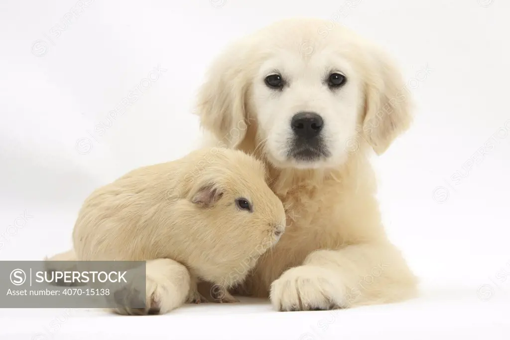 Golden Retriever puppy, Daisy, 16 weeks, and yellow guinea pig.