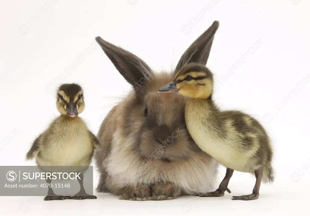 Young Lionhead-Lop rabbit and Mallard ducklings.
