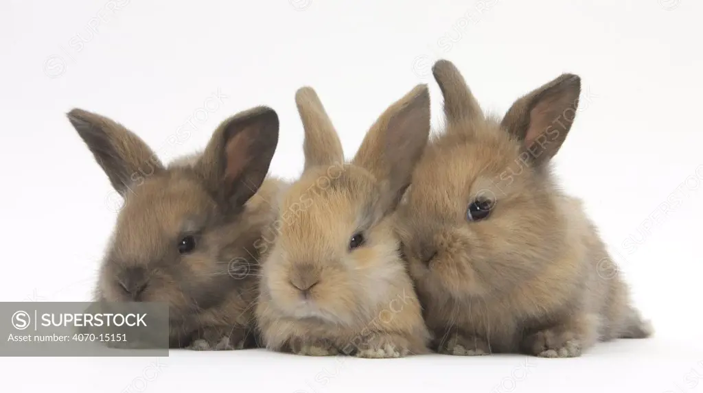 Three baby rabbits in line