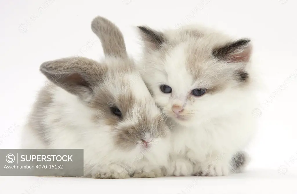 Colourpoint kitten with baby rabbit.