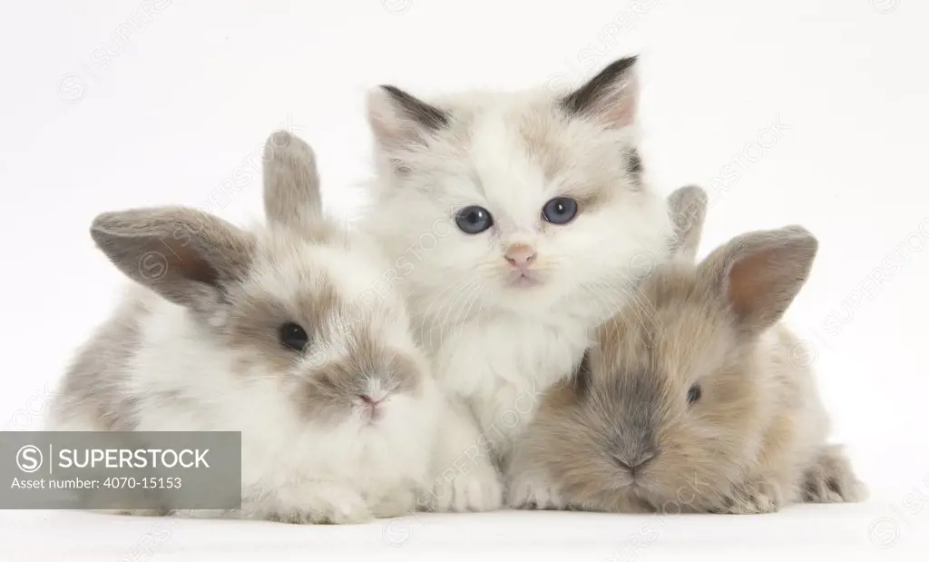 Colourpoint kitten with two baby rabbits.