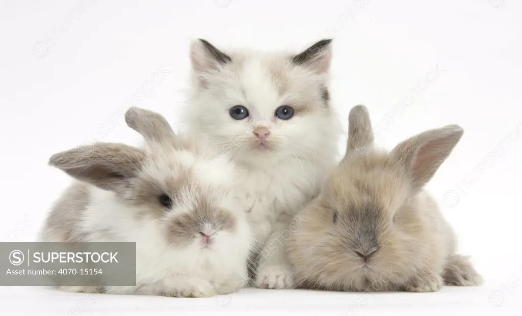 Colourpoint kitten with two baby rabbits.