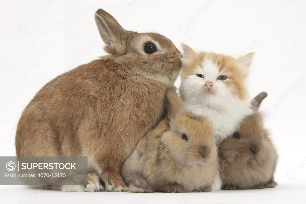 Ginger-and-white kitten, sandy Netherland dwarf-cross rabbit, and baby Lionhead cross rabbits.