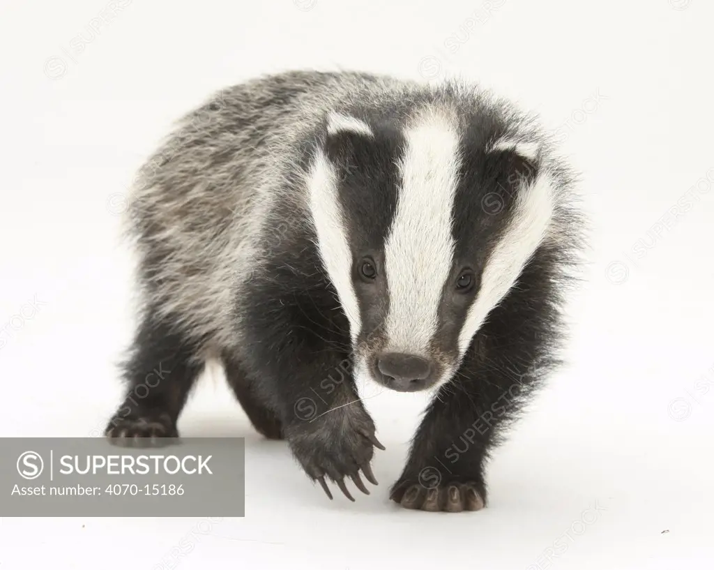 Portrait of a young Badger (Meles meles).