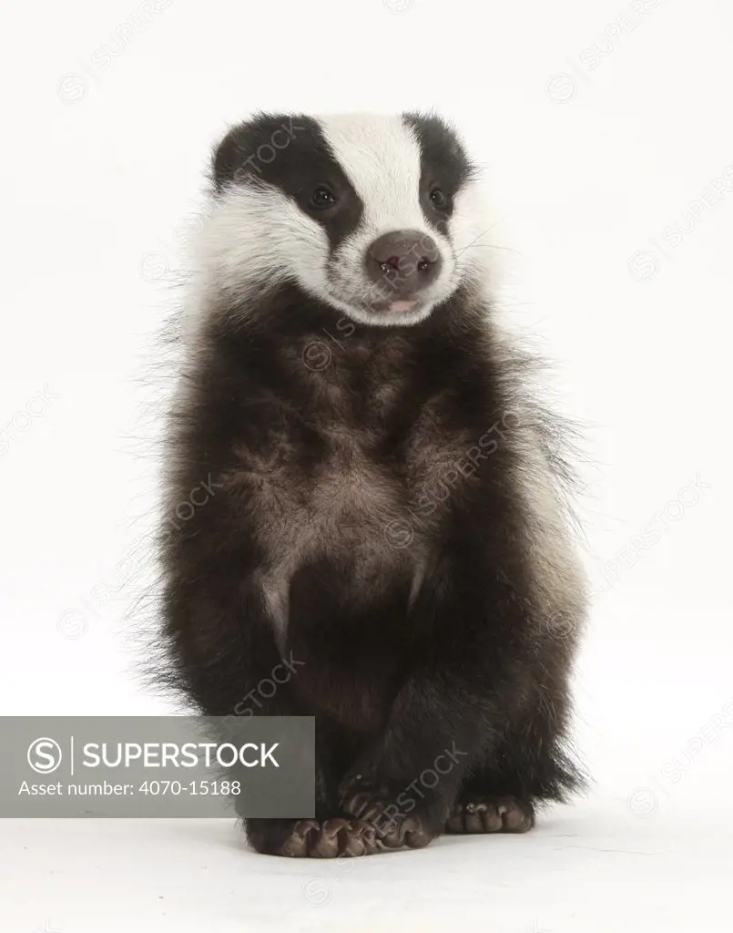 Portrait of a young Badger sitting (Meles meles).