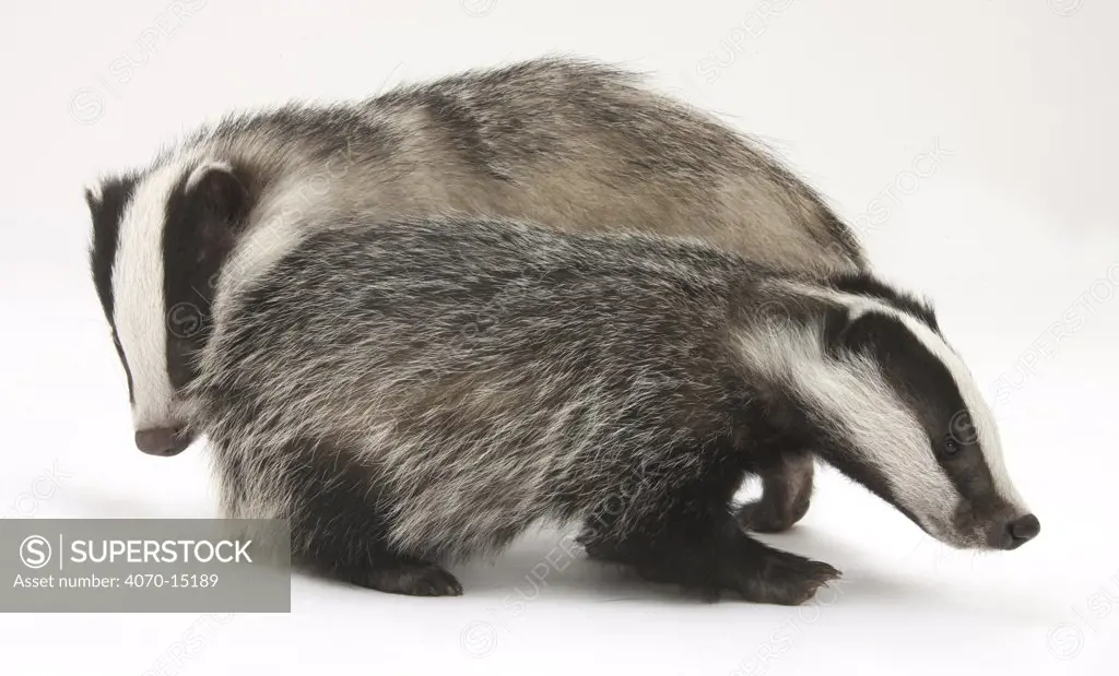 Two playful young Badgers (Meles meles).