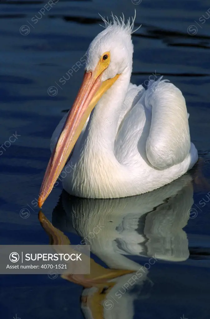 American white pelican wintering in Florida USA