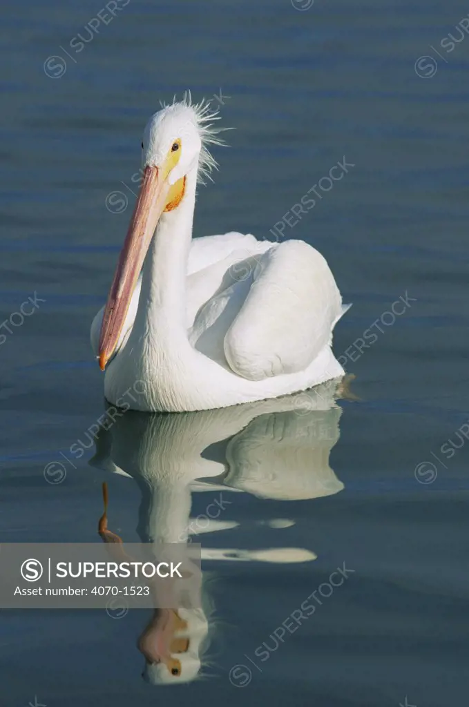 American white pelican, Pelecanus erythrorhynchos} Florida, USA 