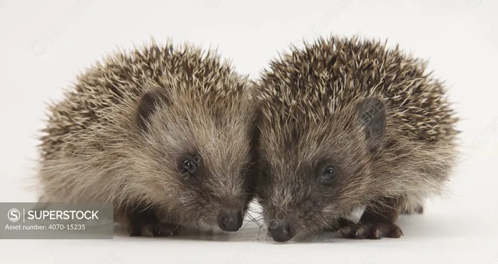 Two baby Hedgehogs (Erinaceus europaeus).