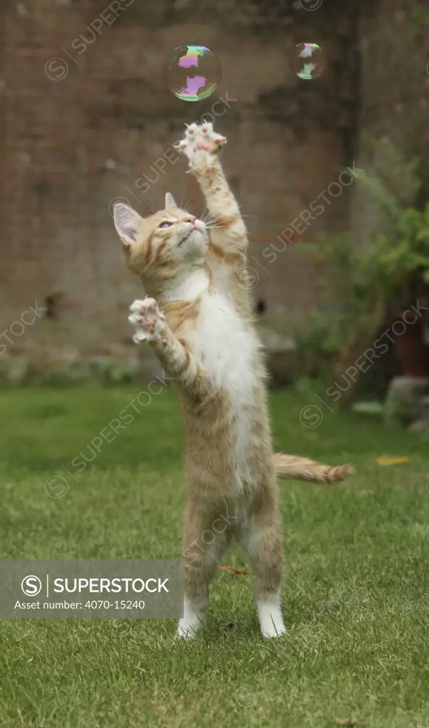Ginger kitten swiping at a soap bubble.