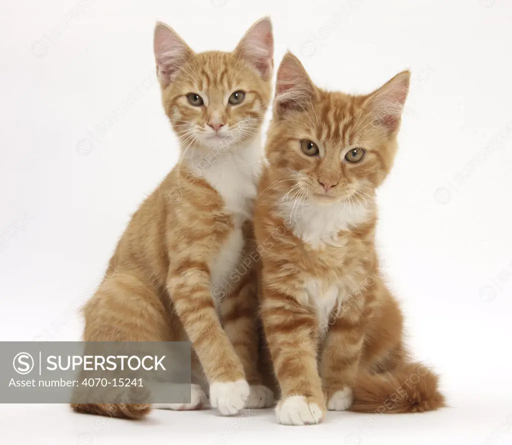 Portrait of two ginger kittens.