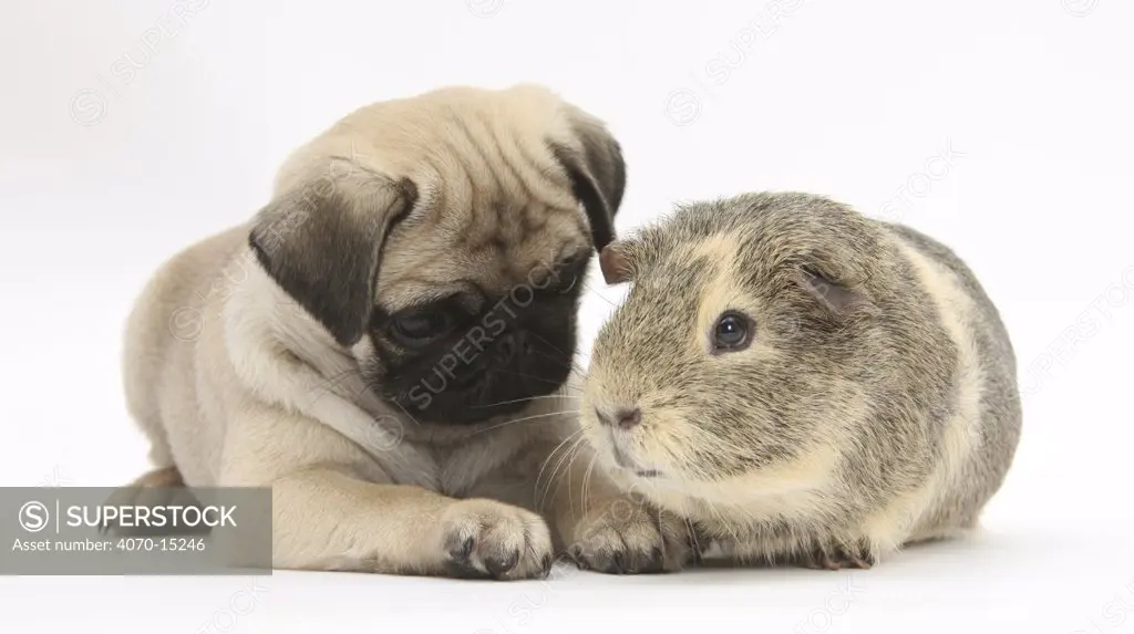 Fawn Pug puppy, 8 weeks, and guinea pig.