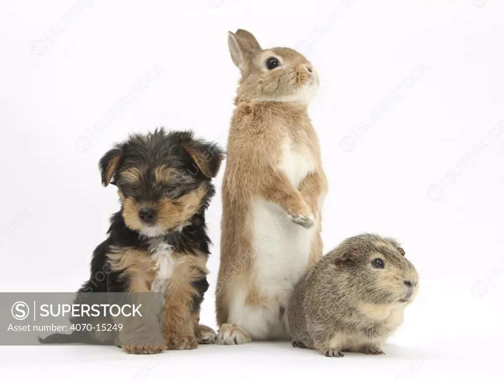 Yorkshire Terrier-cross puppy, 8 weeks, with guinea pig and sandy Netherland dwarf-cross rabbit.
