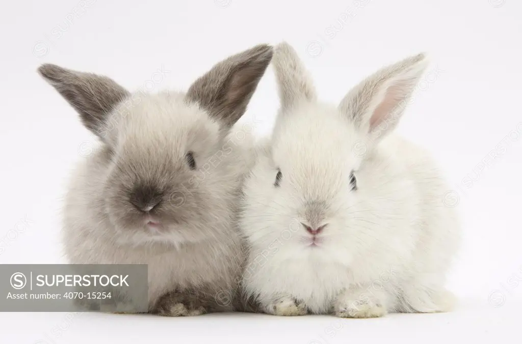 White and grey baby rabbits.