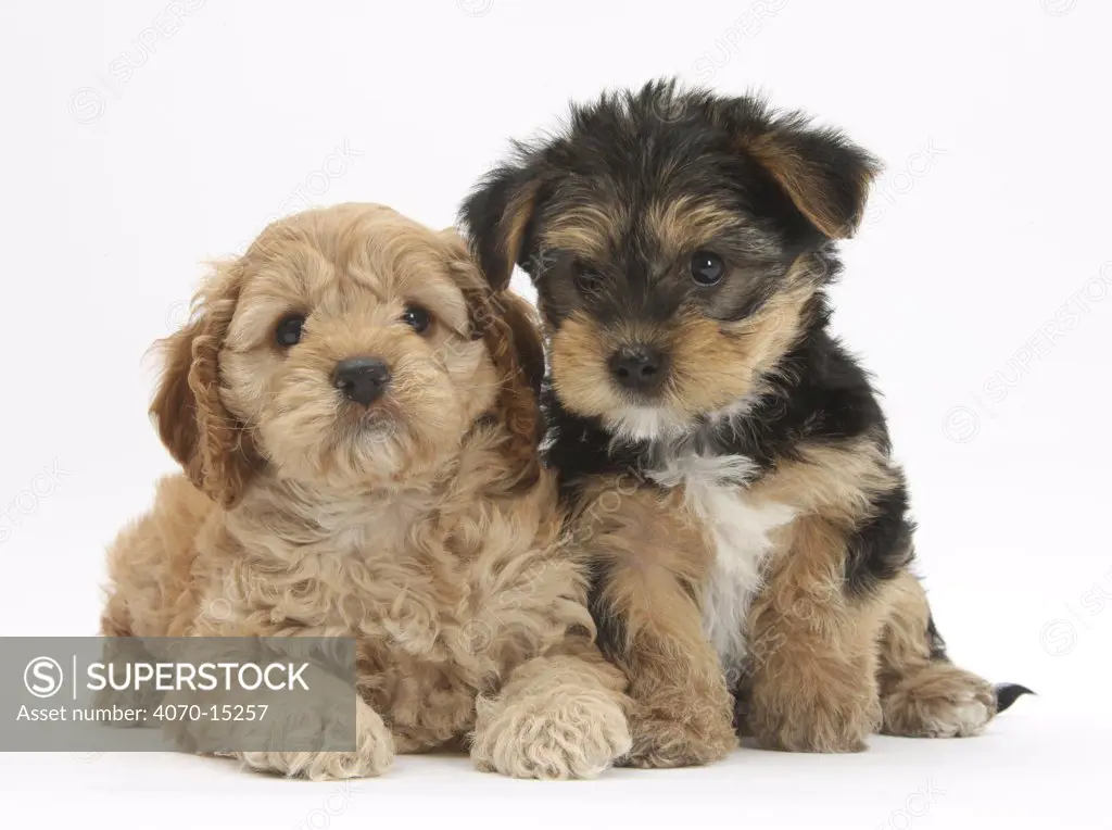 Cavapoo puppy, 7 weeks, and Yorkshire Terrier puppy, 8 weeks.