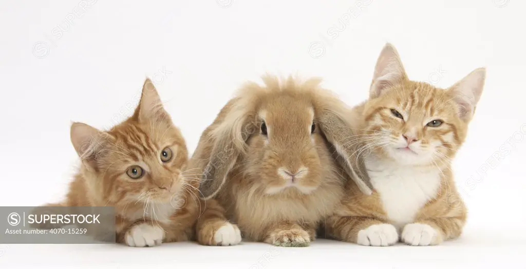 Ginger kittens with sandy Lionhead-Lop rabbit.