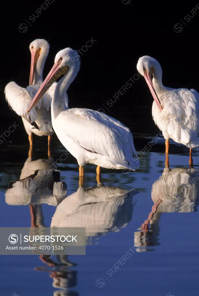 American white pelicans, Florida USA