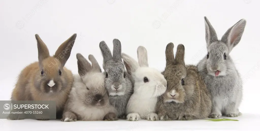 Six baby rabbits.