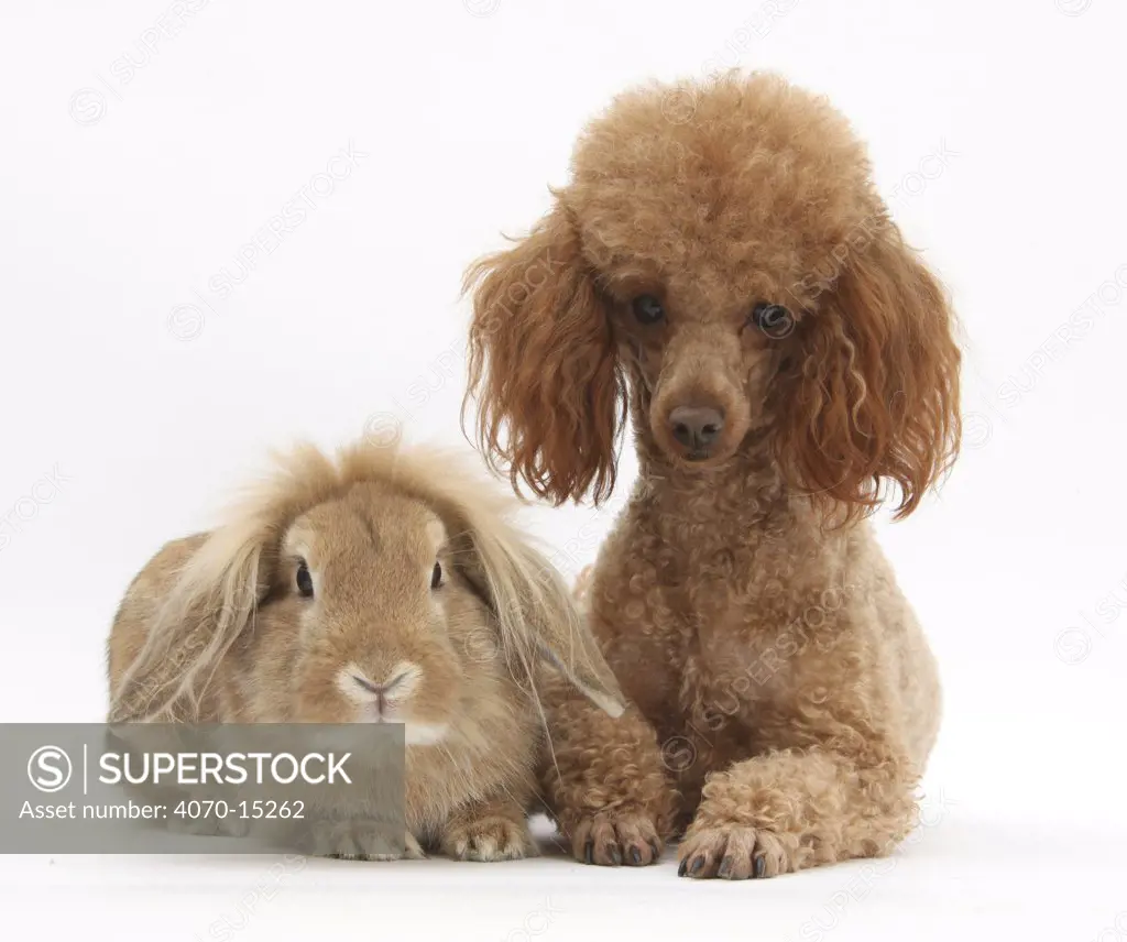 Red toy Poodle dog, with sandy lop rabbit.