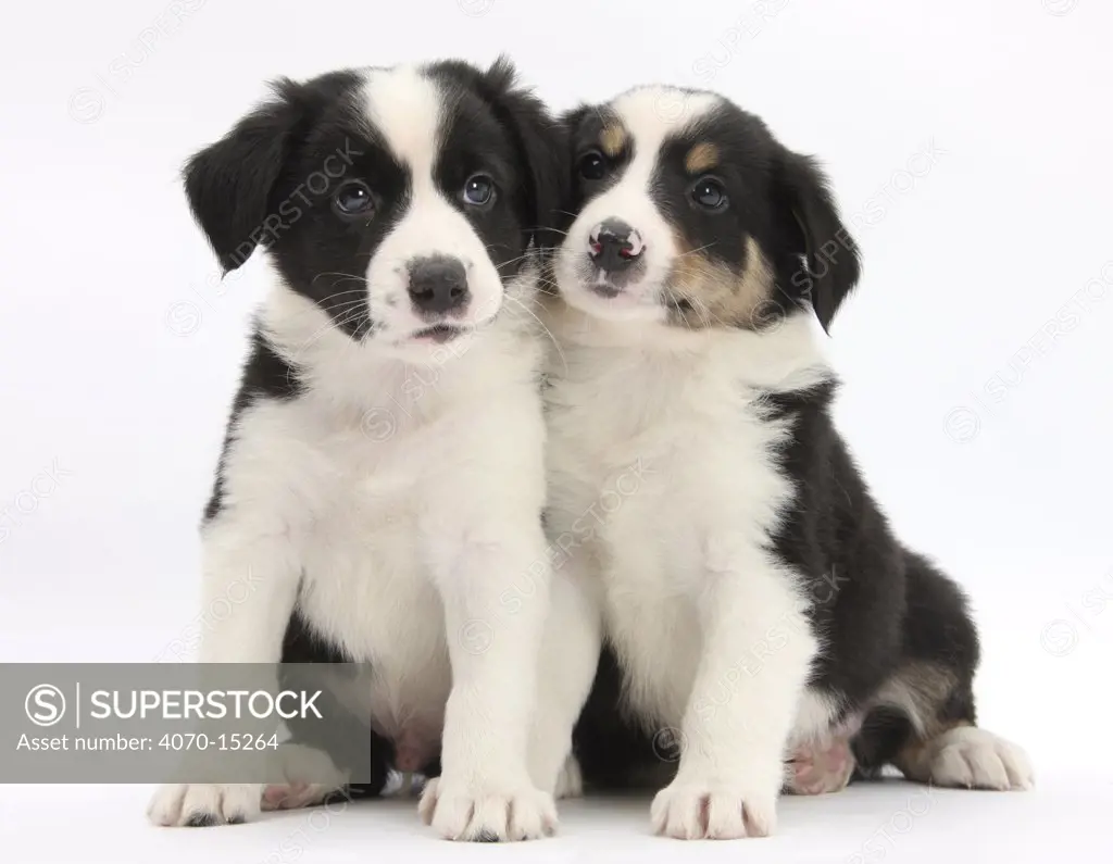 Portrait of two Border Collie puppies, 6 weeks.