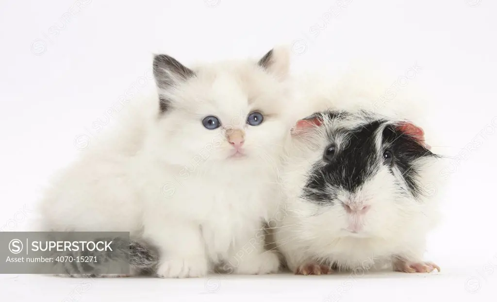 Ragdoll-cross kitten with black-and-white guinea pig.