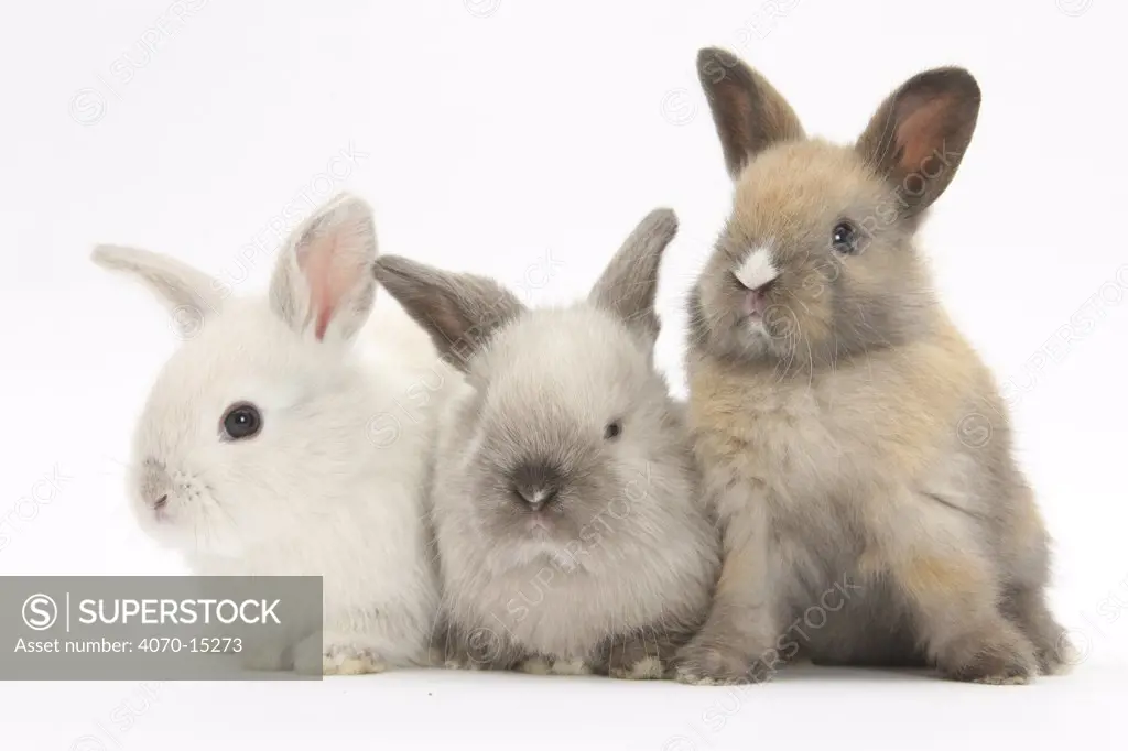 Three baby rabbits.