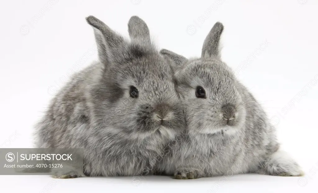 Two silver young rabbits.