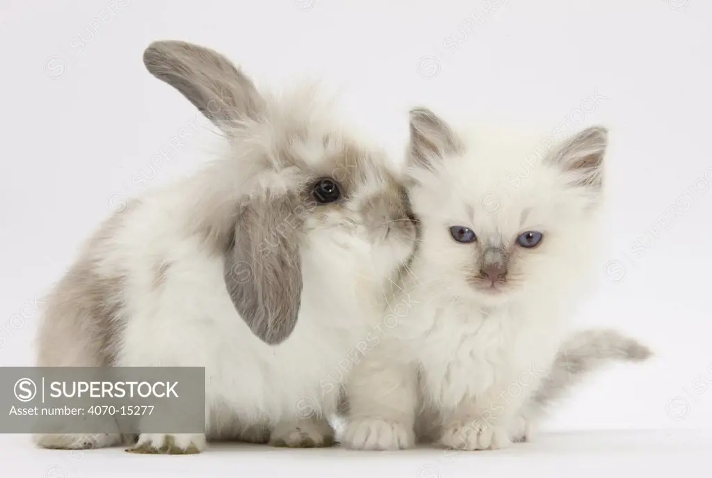 Young windmill-eared rabbit and matching kitten.