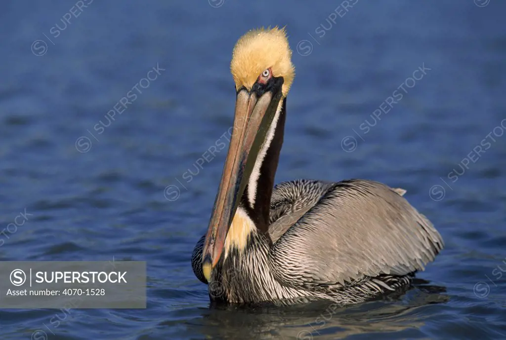 Brown pelican portrait Pelecanus erythrorhynchos} Florida USA