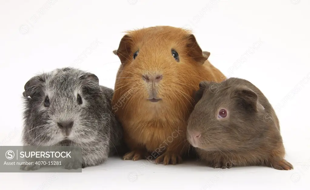 Mother red guinea pig with silver and chocolate babies in line